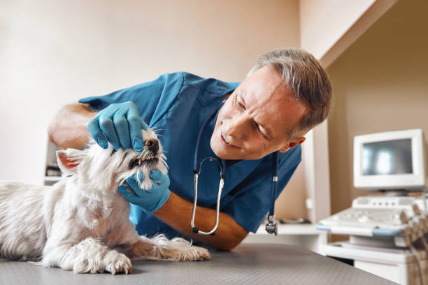 Best Same-Day Emergency Dentist in One Loudoun, VA